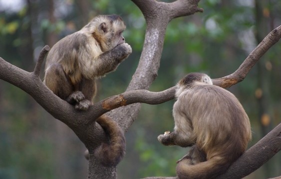 CANPOL Człuchów Mini ZOO