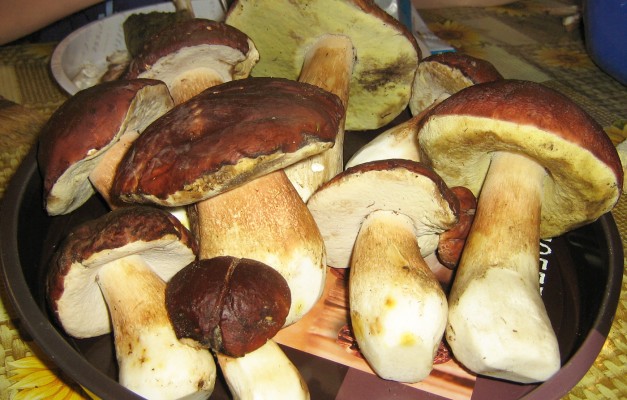 agroturystyka-mecikal-obejscie-3